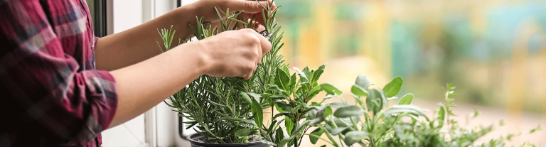 Plantas-en-casa-para-cocinar-Salus_Cover